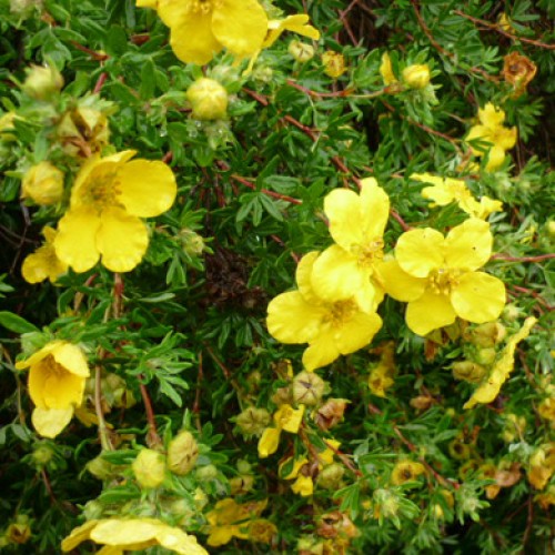 Potentilla Daydawn Creamy Yellow Flowers | ScotPlants Direct